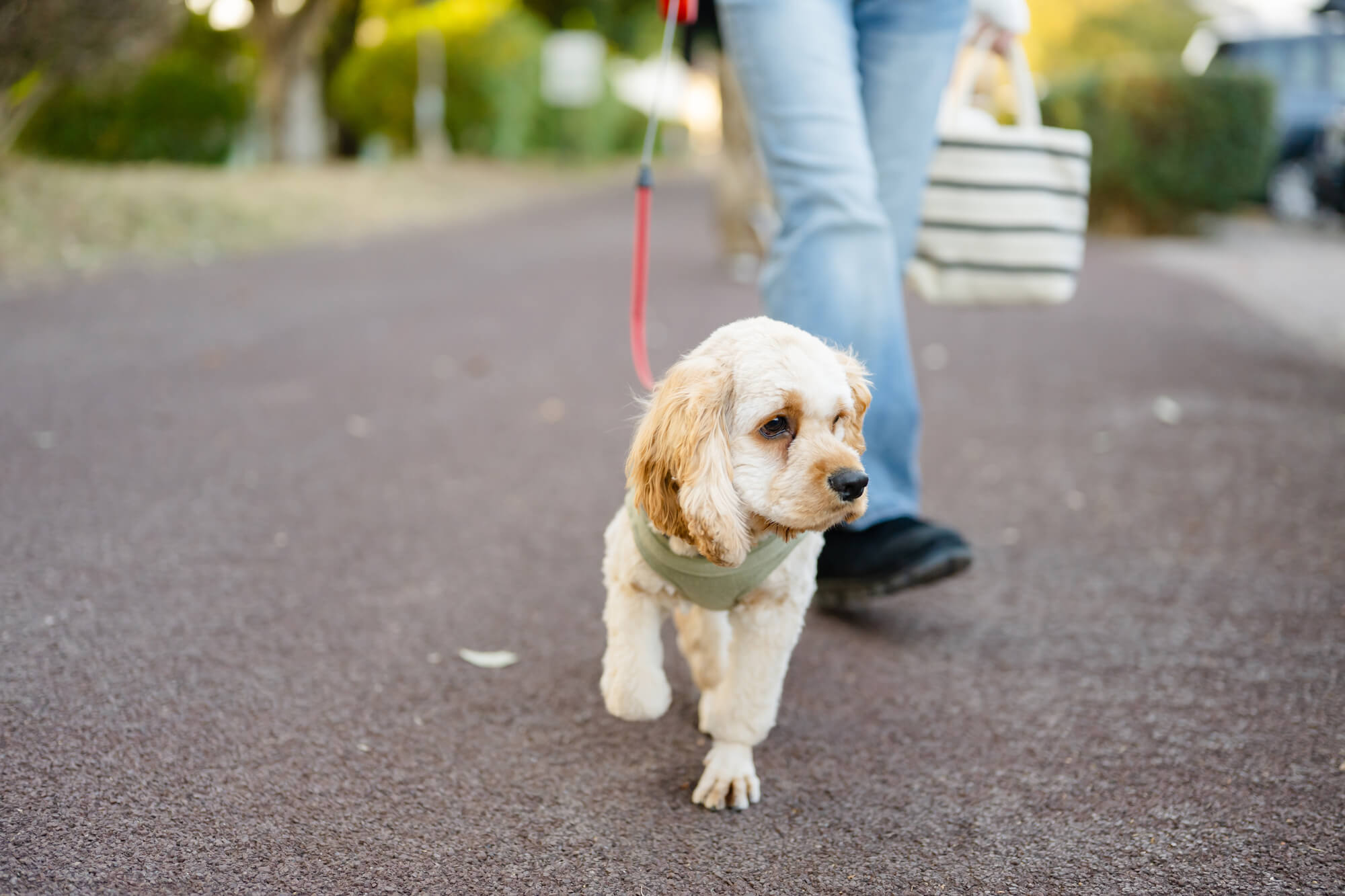おしゃれな犬用ハーネスが人気の理由